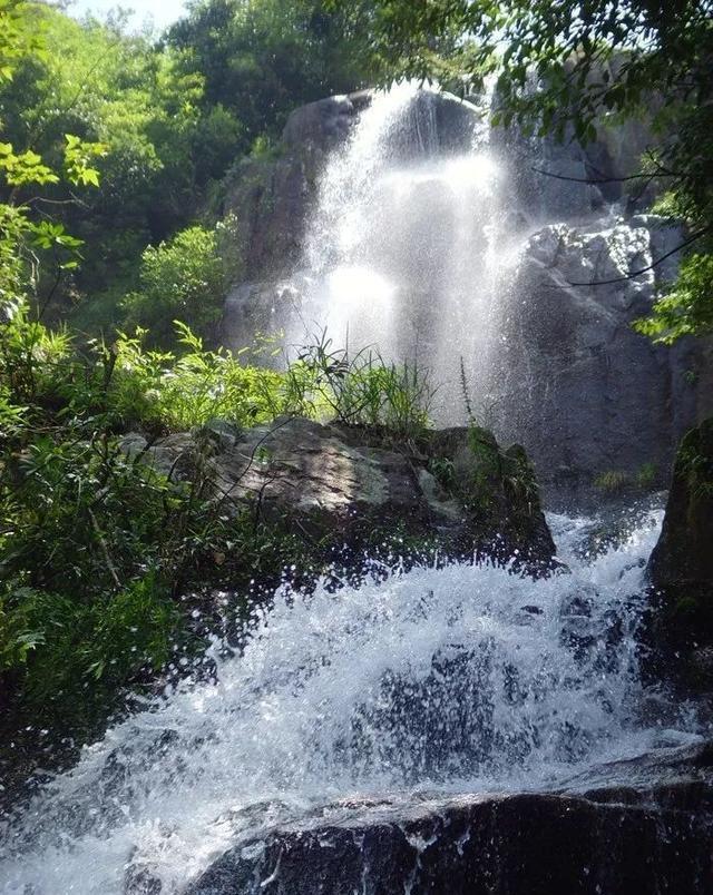 拯救枯树